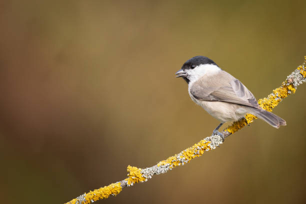 istock Bird - Marsh Tit perched on tree, winter in wildlife Poland Europe 1870104770