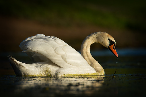 Bird Mute Swan Cygnus olor, wildlife Poland Europe