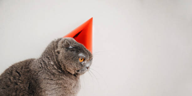 istock A gray short-haired cat in a festive red cap on a light background celebrates a birthday, close up 1870109916