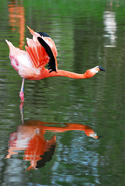 istock Flamingo and reflection in water 187011160