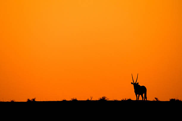 istock Oryx in the sunset 187011203