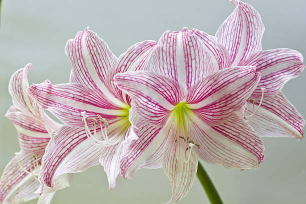 istock beautiful flower 187011314