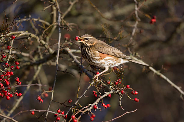 istock Redwing, Turdus iliacus 187011366