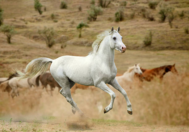 garanhão branco - horse arabian horse arabia white imagens e fotografias de stock