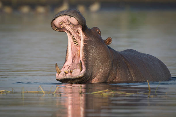 istock Hippopotamus yawning 187011603