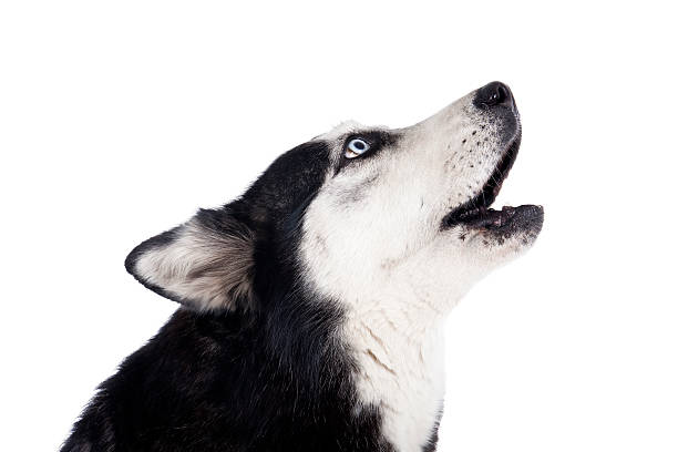 istock Siberian Husky howling 187011672