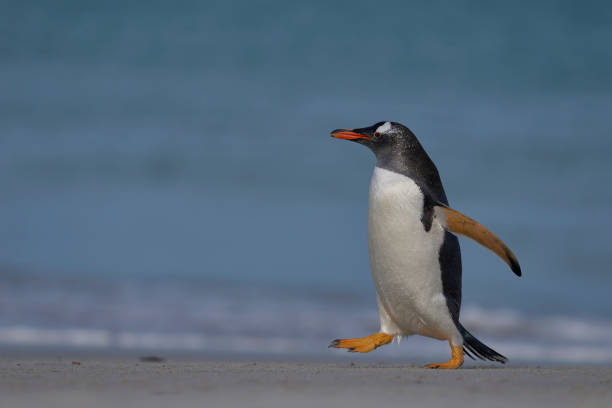 젠투 펭귄 해변으로 오고 - bird black penguin gentoo penguin 뉴스 사진 이미지