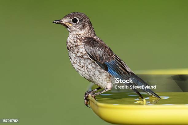 Bebé Azulejo Gorjicanelo Foto de stock y más banco de imágenes de Azulejo - Pájaro - Azulejo - Pájaro, Pájaro Joven, Agua