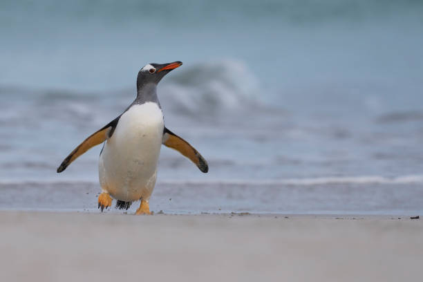 istock Gentoo Penguin coming ashore 1870118787