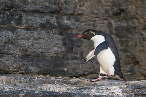 Rockhopper Penguin (Eudyptes chrysocome) jumping on the cliffs of Bleaker Island in the Falkland Islands