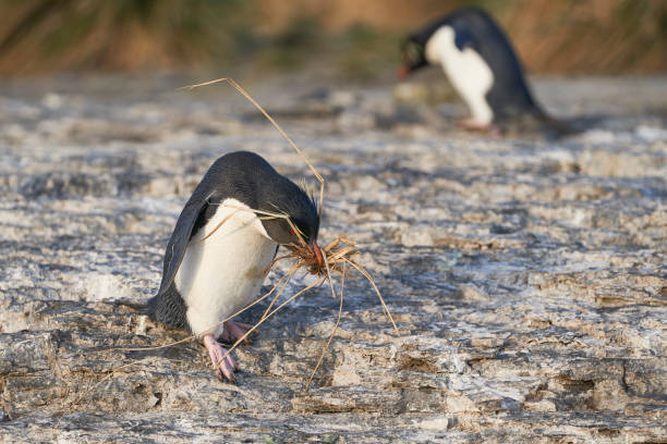 istock Rockhopper Penguin with nest material 1870119877