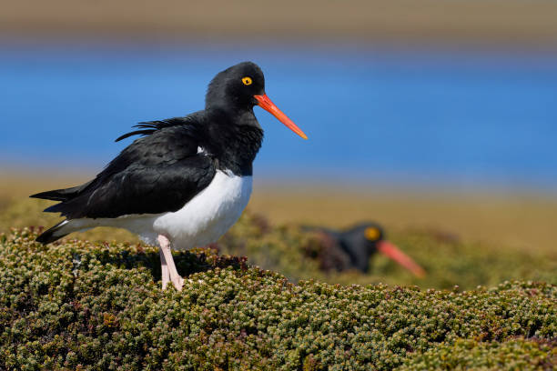 istock Magellanic Oystercatcher 1870121431