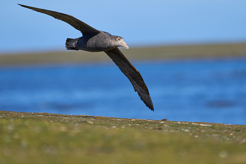 Southern Giant Petrel (Macronectes giganteus) flying over pasture along the coast of Bleaker Island in the Falkland Islands.