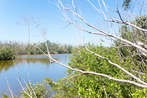 Native Florida vegetation with mangroves at Matlacha Pass Aquatic Preserve and Pine Island, Florida, USA.