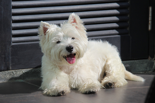 A Pet portrait of cute West Highland White Terrier dog looking to camera