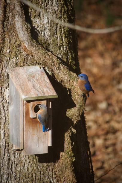istock Mated pair of Eastern Bluebirds 1870129791