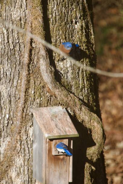 istock Mated pair of Eastern Bluebirds 1870129793