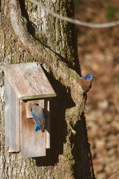 istock Mated pair of Eastern Bluebirds 1870129805