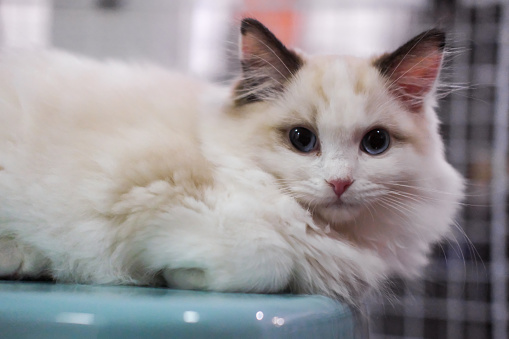 Persian kitten on white