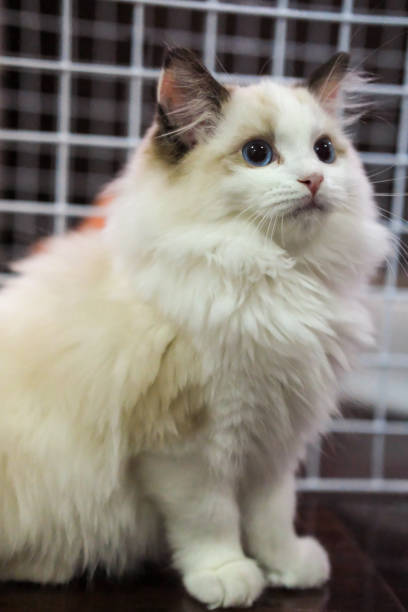 istock Cute, small Ragdoll cat. 3 months old standing. with cage background 1870132919