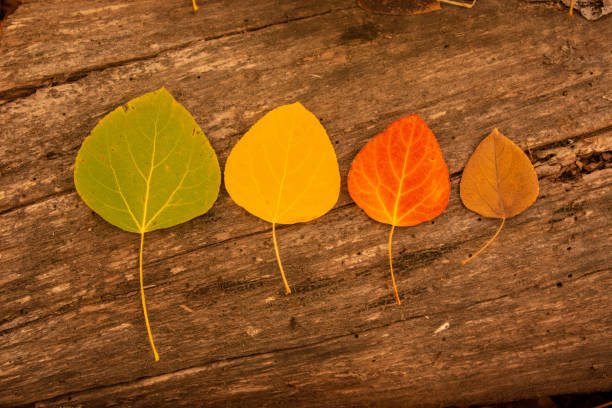 Aspen leaves in various stages of autumn color, lined up on a log