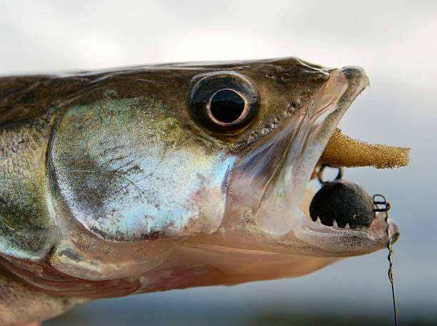 istock Walleye caught on handmade jig lure, close-up 187013875