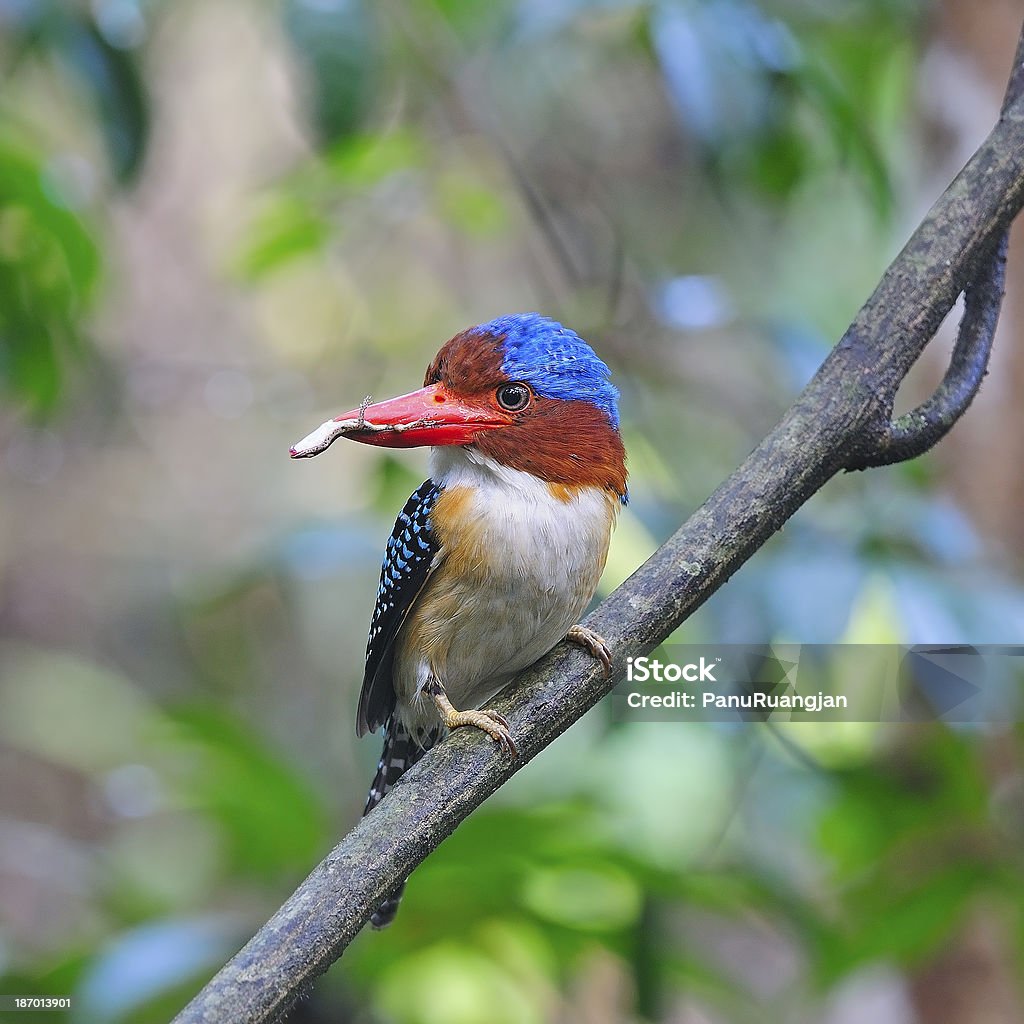 Maschio Martin pescatore con bande - Foto stock royalty-free di Ala di animale