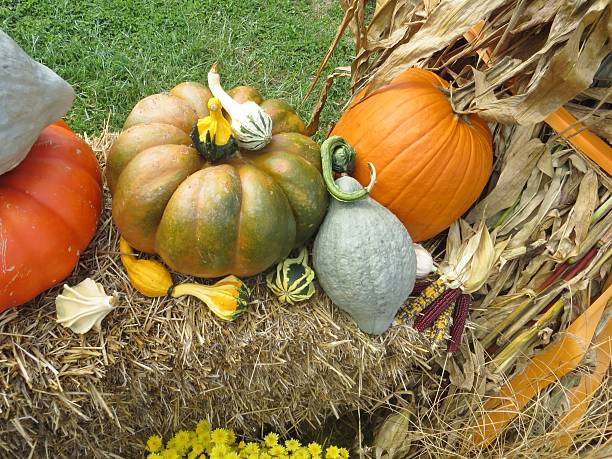 istock Pumpkins 187014315