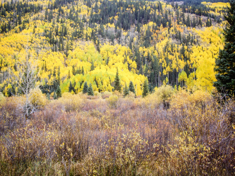 Aspens glow yellow on a hillside in Colorado high country USA