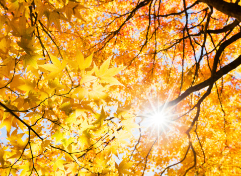 Colorful orange yellow red maple tree branch foreground autumn fall leaf color foliage leaves season in rural countryside background of dirt road in Albemarle county Virginia