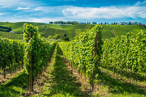 Vineyards along the Moselle river, Luxembourg Hill s covered by vineyards along the Moselle river in Remich, Luxembourg remich stock pictures, royalty-free photos & images