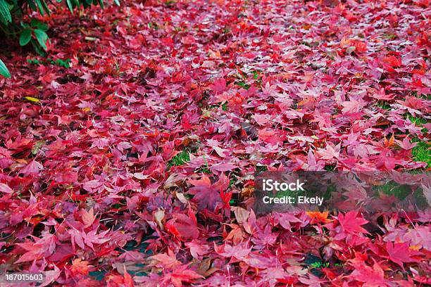 Farbenfrohe Japanische Ahorn Blätter Auf Dem Boden Stockfoto und mehr Bilder von Ahorn