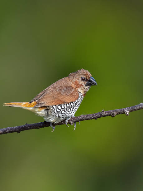 istock The most beautiful birds in the world 1870156799