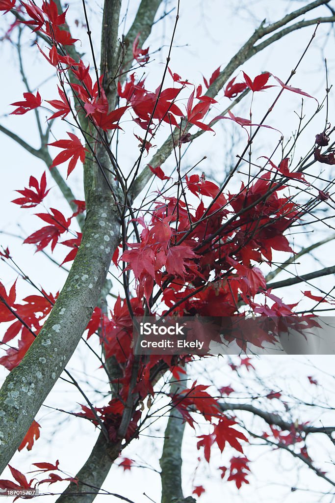 Couleur Érable du Japon. - Photo de Arbre libre de droits