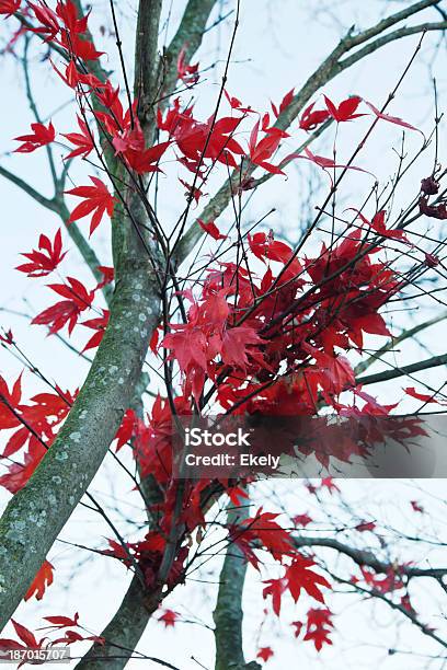 Photo libre de droit de Couleur Érable Du Japon banque d'images et plus d'images libres de droit de Arbre - Arbre, Arbre à feuilles caduques, Automne