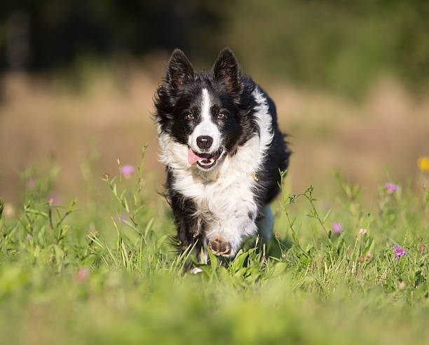 istock Summer dog 187015854