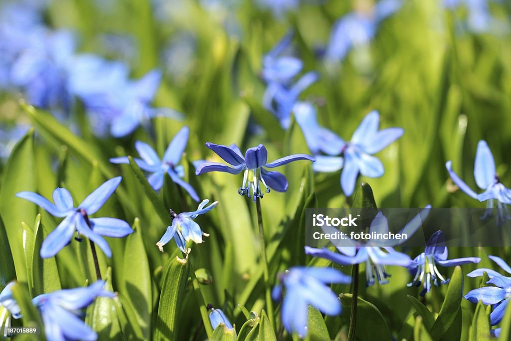 Blue Scilla siberica Blume - Lizenzfrei Baumblüte Stock-Foto