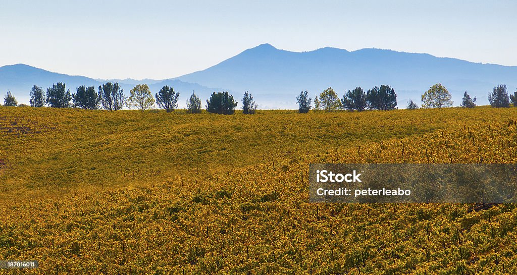 Sfumature di vino, paese Harvest - Foto stock royalty-free di Ambientazione esterna