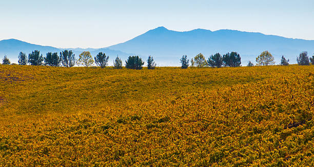 각각의 와인 컨트리 하비스트 - carneros valley napa valley vineyard california 뉴스 사진 이미지