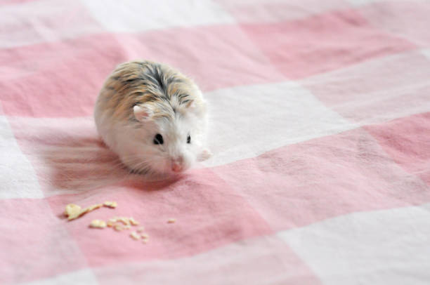 Little hamster enjoys eating oats as a snack Roborovski hamsters eating oats roborovski hamster stock pictures, royalty-free photos & images