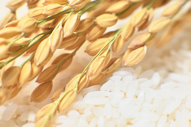 rice stock photo