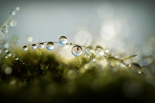 Dew drops, colorful, moss, green, nature, beautiful