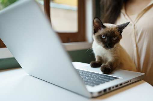 Animals cat acting like a human. Cat working at Laptop with siamese cat