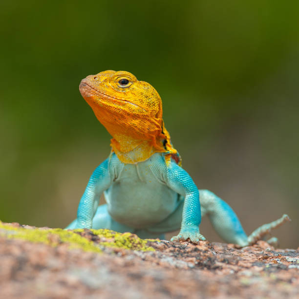 istock Male Eastern Collard Lizard, Wichita Mountains NWR, OK 1870172521