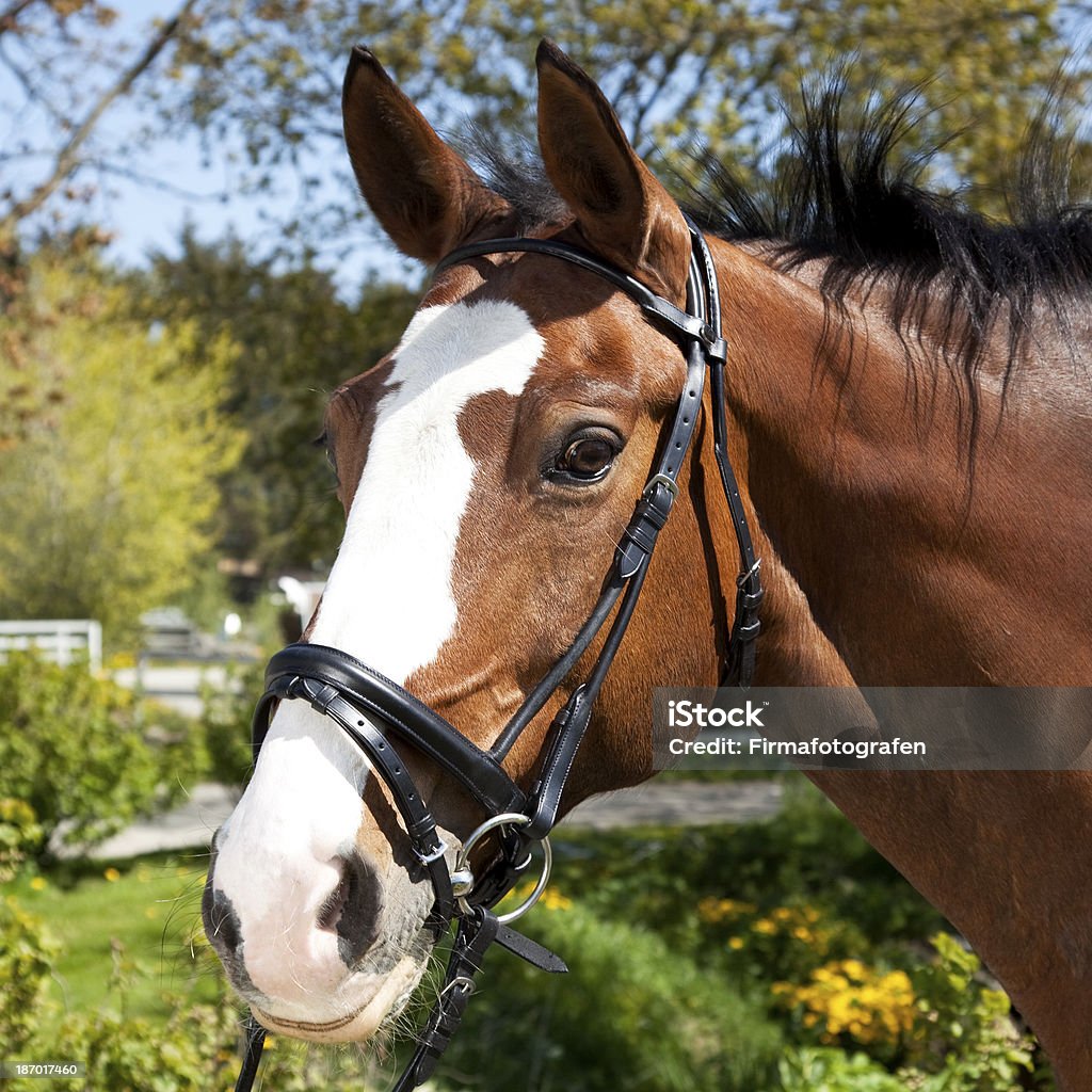 Cavalo - Royalty-free Animal Foto de stock