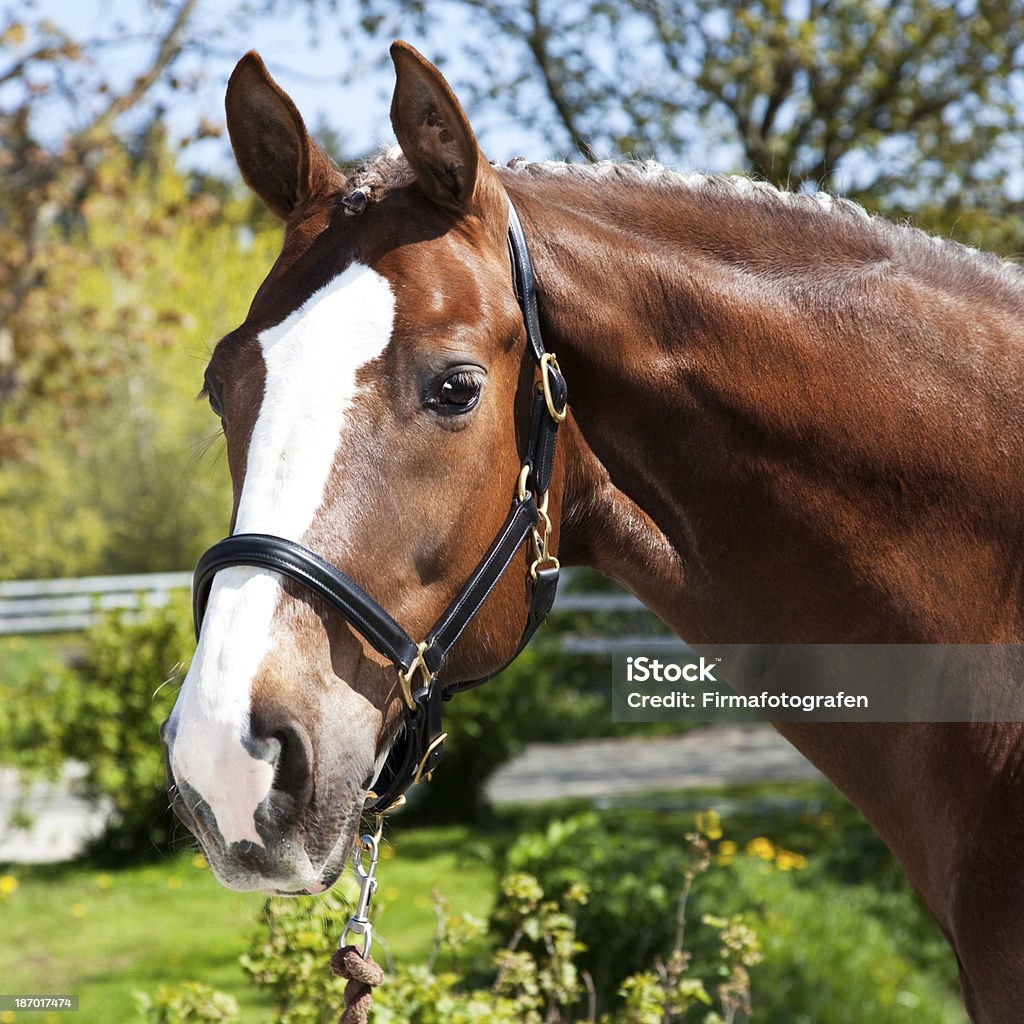 Caballo - Foto de stock de Caballo - Familia del caballo libre de derechos