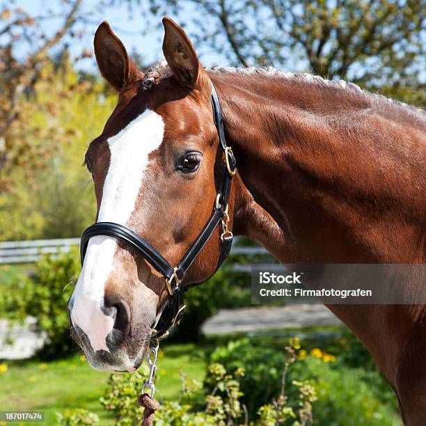 Foto de Cavalo e mais fotos de stock de Cavalo - Família do cavalo - Cavalo - Família do cavalo, Animal, Animal de Fazenda