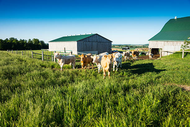 istock Cattle in southern Ontario 187017545