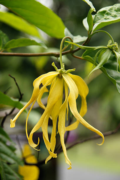 Ylang-ylang Flower (Perfume Tree) in Thailand The beautiful ylang-ylang flower of the Perfume Tree (Cananga fruticosa) with long petals and heavenly aroma is used in aromatherapy, perfumes, as an aphrodisiac, and as an herbal remedy for motion sickness. ylang ylang stock pictures, royalty-free photos & images