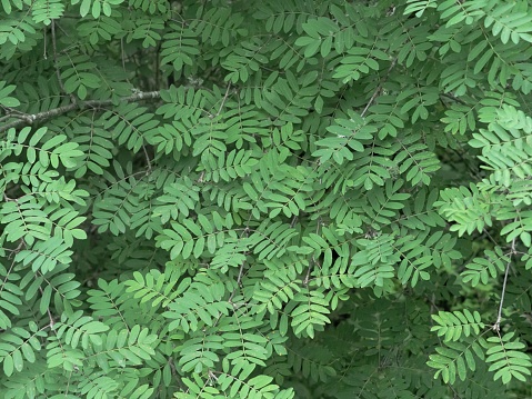 An aerial view of the mosaic of leaves of a Mountain Ash or Rowan (Sorbus aucuparia) tree growing by the side of a mountain stream in central Scotland